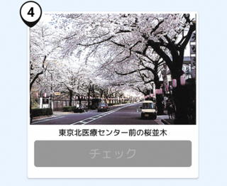 写真：桜並木