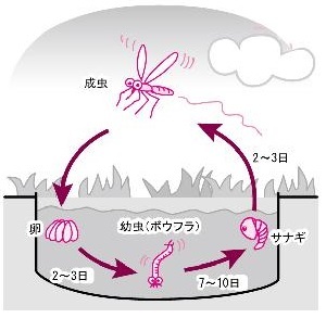 イラスト：蚊の生活史