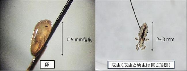 写真：卵・成虫の形と大きさ