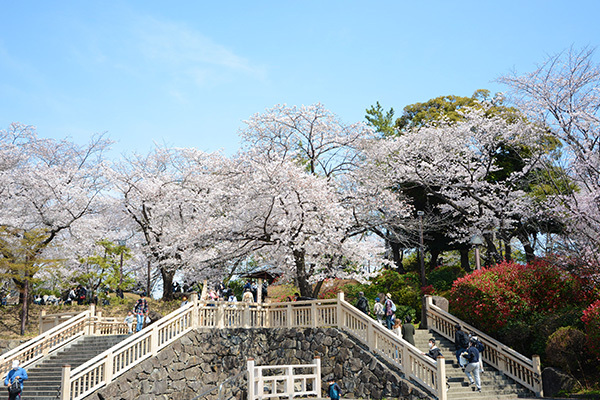 写真：飛鳥山公園