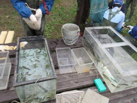 写真：水槽に入った魚たち