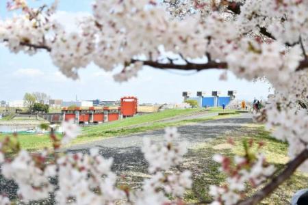 写真：桜越しの荒川緑地