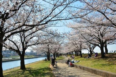 写真:荒川桜堤緑