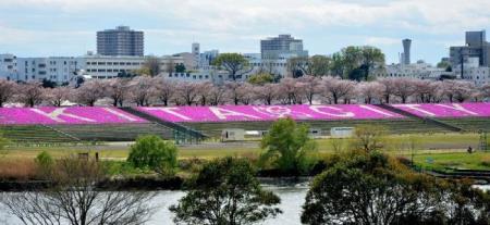 写真：「KITA CITY」の芝桜1