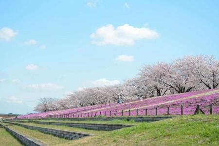写真:「KITA CITY」の芝桜2