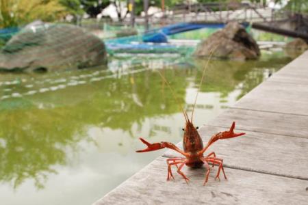 写真：ザリガニ