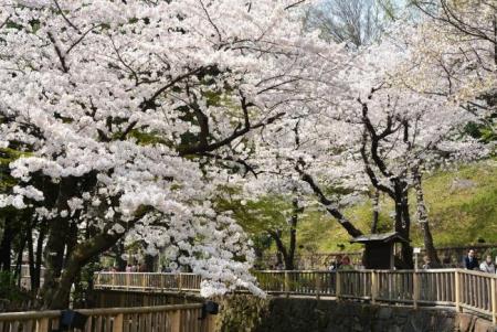 写真:桜