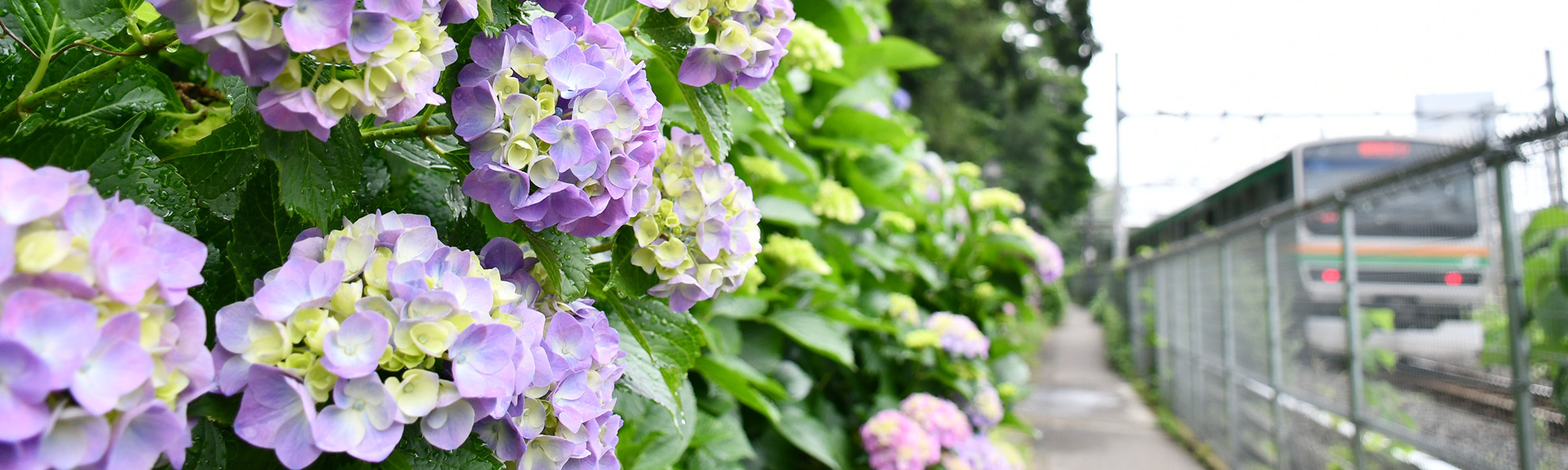 写真：紫陽花