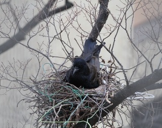写真：カラスの巣