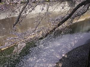 写真：石神井川の花筏