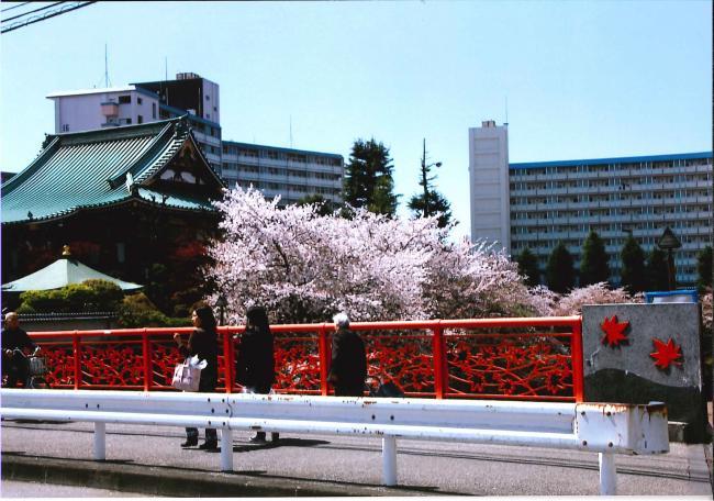 写真：紅葉橋