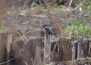 写真：カワセミ