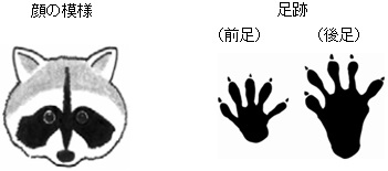 イラスト：アライグマ顔足跡