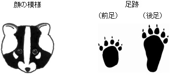 イラスト：ハクビシン顔足跡