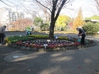 写真：飛鳥山公園の花壇