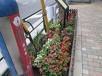 写真：本郷通り歩道の花壇