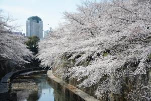 写真:桜開花時期の石神井川沿いの様子
