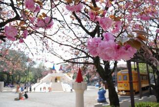 写真：飛鳥山公園（八重桜）