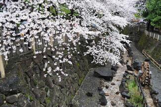 写真：音無親水公園（さくら）