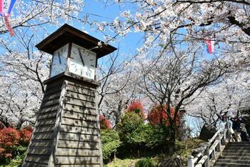 写真：飛鳥山公園