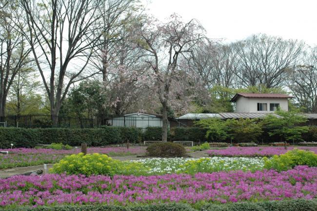写真：桜草