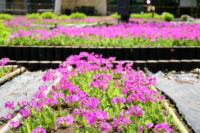 写真:満開の桜草