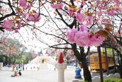 写真：飛鳥山公園