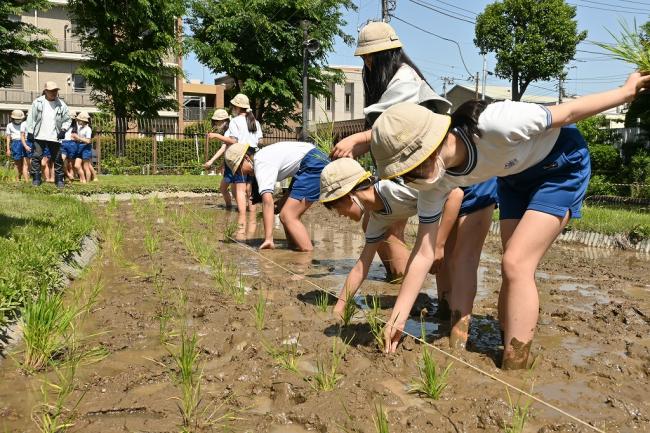 写真:田植えに挑戦する区立西浮間小学校の児童
