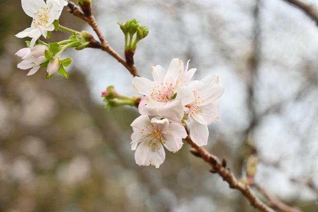 写真:十月桜の花