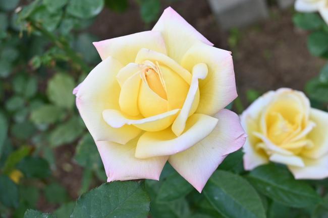 写真:黄色、白、藤色の部分があるバラの花