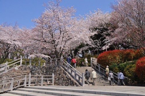 写真:飛鳥山公園の桜と会談を登る人々