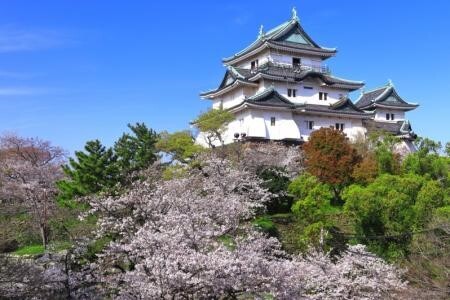 写真:和歌山城と桜