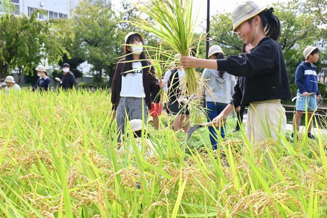 写真:刈ったばかりの稲を持つ児童と稲刈りをする児童ら