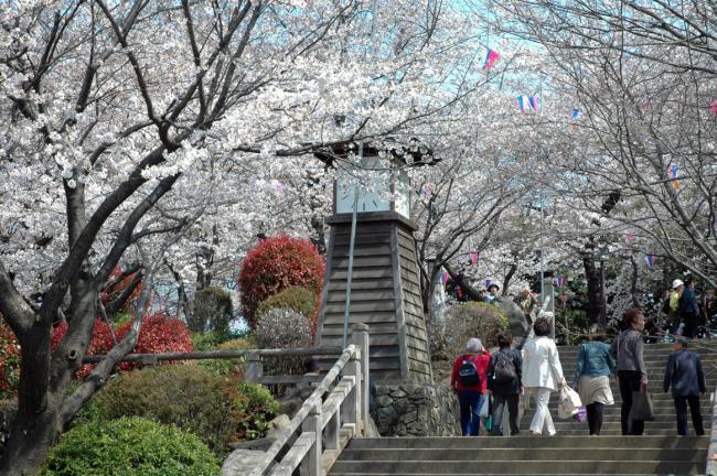 写真：飛鳥山公園