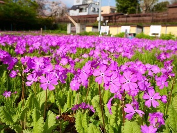 2024年4月の浮間ヶ原桜草圃場の様子の画像