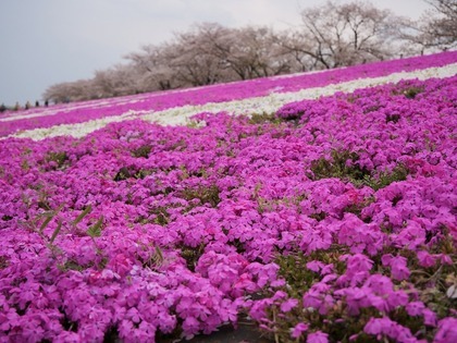 芝桜の画像1