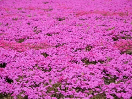 芝桜の画像2