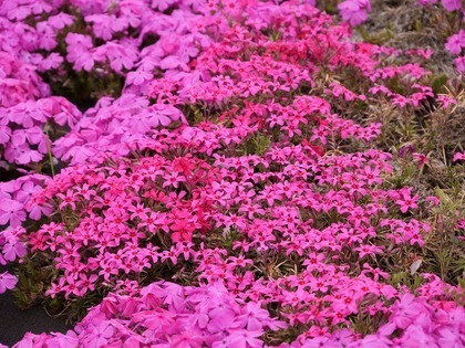 芝桜の画像3
