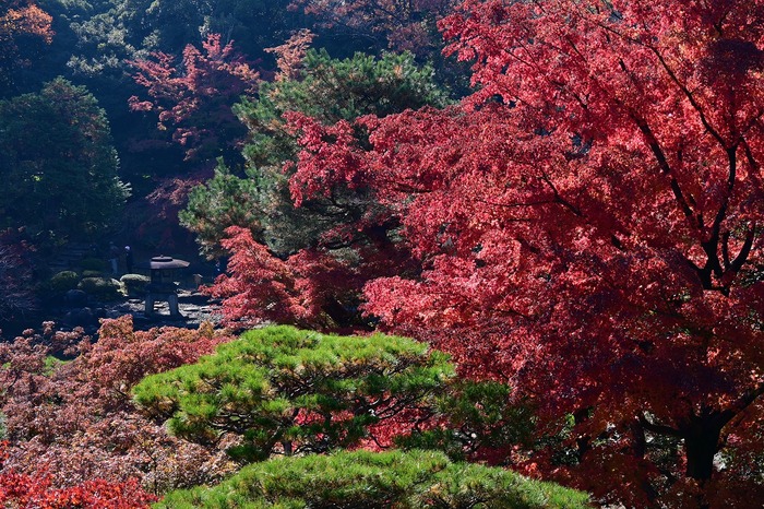 11月26日撮影の紅葉の画像