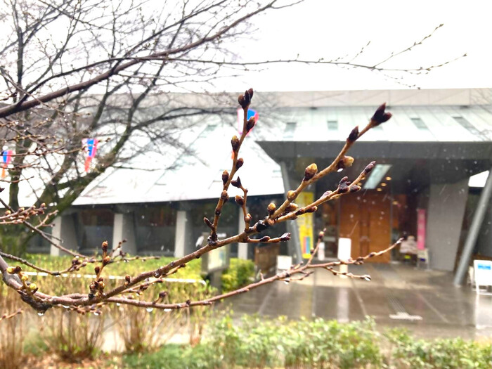 きた公園魅力Instagramでの桜の開花情報投稿例