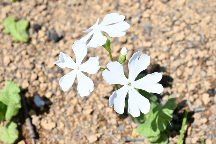 白色のさくら草の写真