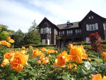 旧古河庭園　見頃時期のバラ園の様子（2025年）画像