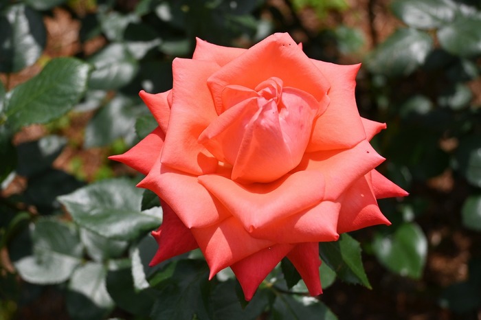 旧古河庭園　見頃時期のバラ園の様子（2025年）2