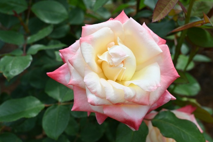 旧古河庭園　見頃時期のバラ園の様子（2025年）3