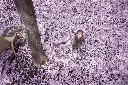 一瞬の特等席。桜の絨毯と出会う場所画像