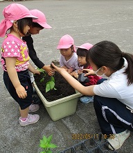先生と一緒に野菜を植える