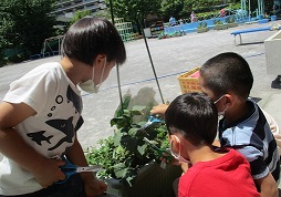野菜の収穫