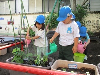 植物に水やりをしている写真