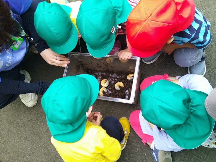 2歳児幼虫の観察の様子