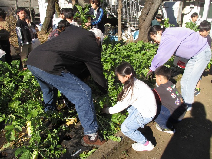 大根の収穫